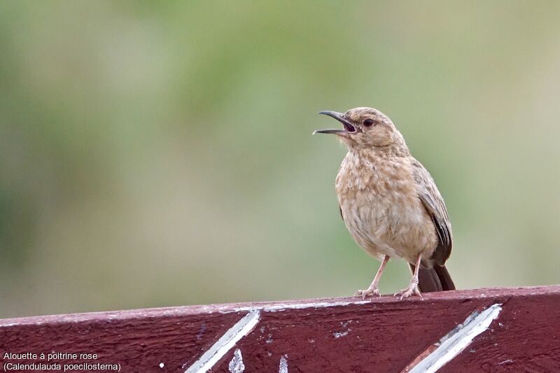 Pink-breasted Lark