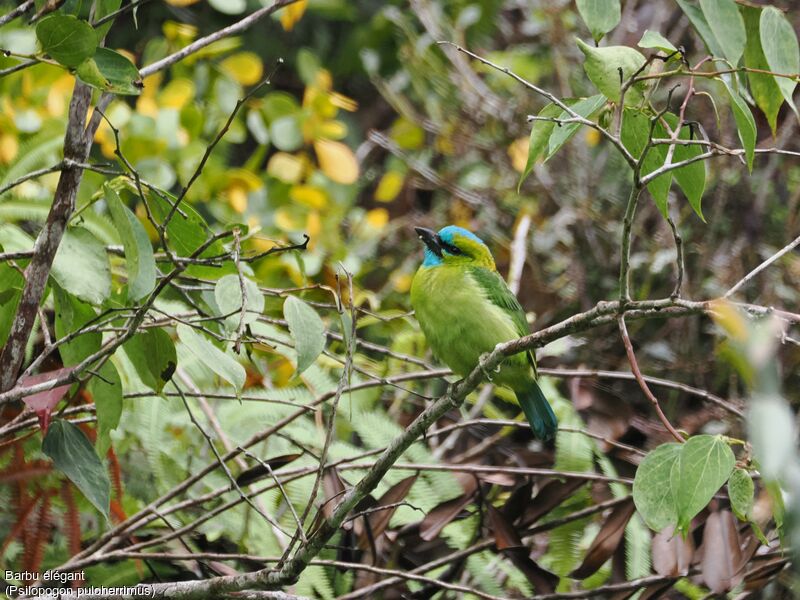 Barbu élégant