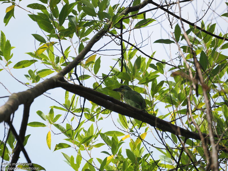 Barbu montagnard