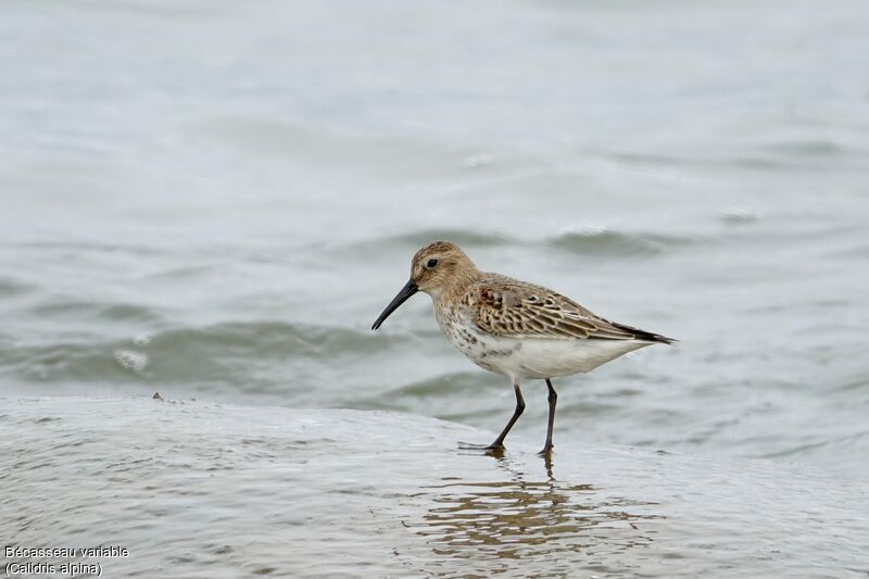 Dunlin