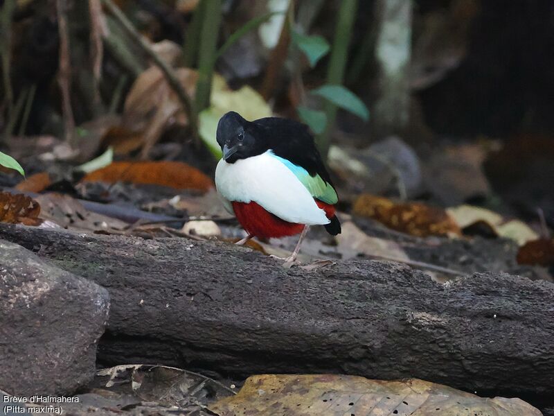 Ivory-breasted Pitta