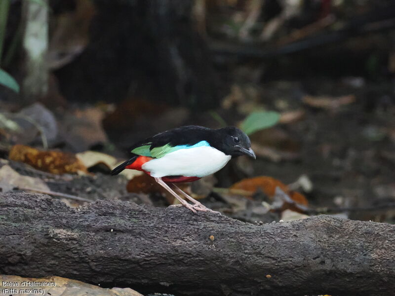 Ivory-breasted Pitta