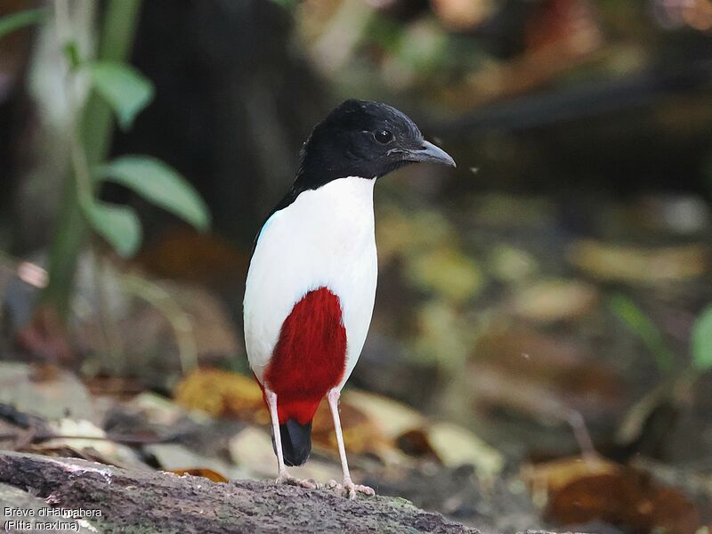 Ivory-breasted Pittaadult