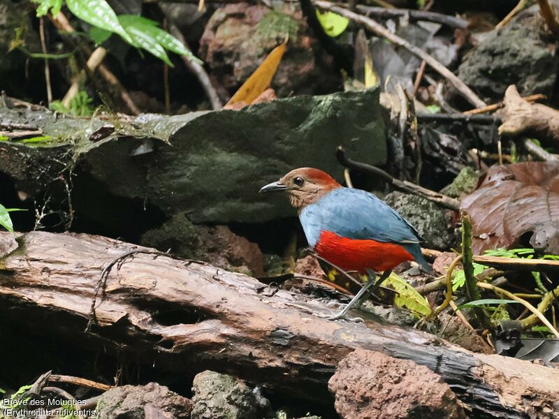 North Moluccan Pitta