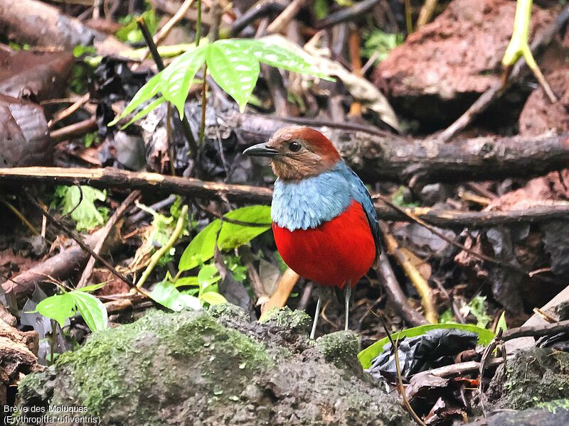 North Moluccan Pitta