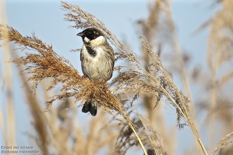 Common Reed Bunting