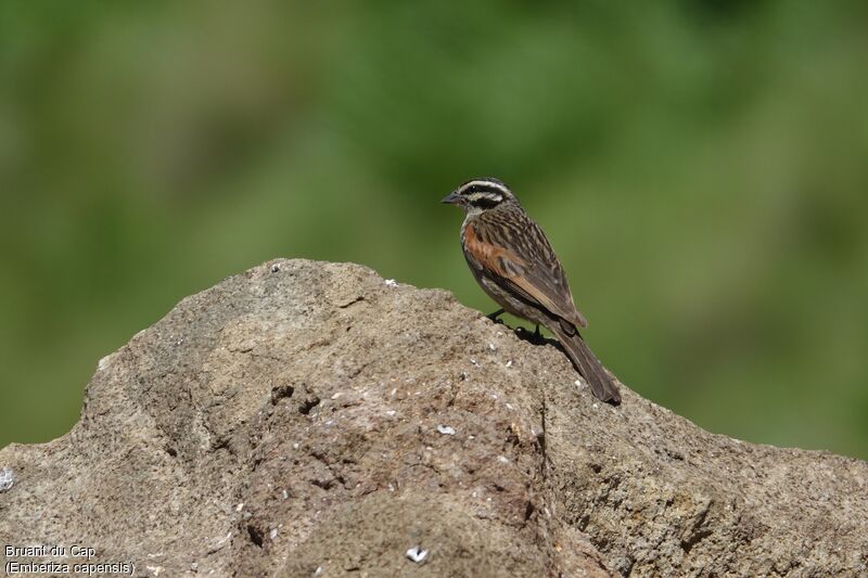 Cape Bunting