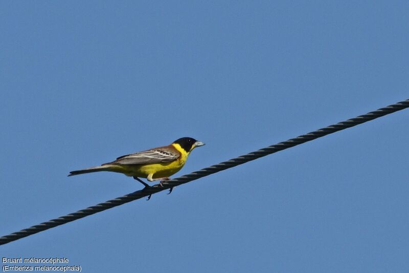 Black-headed Bunting male