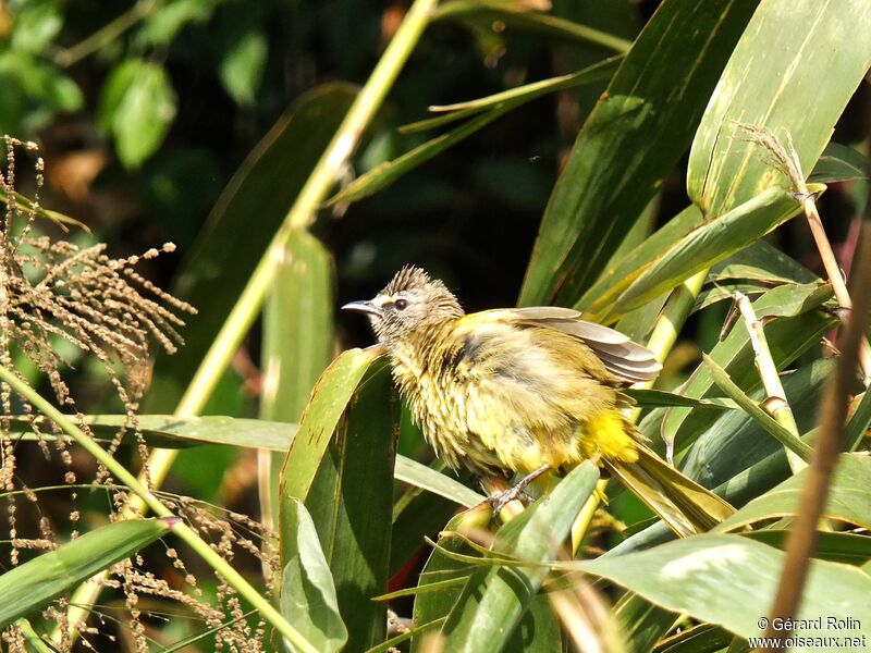 Bulbul flavescent