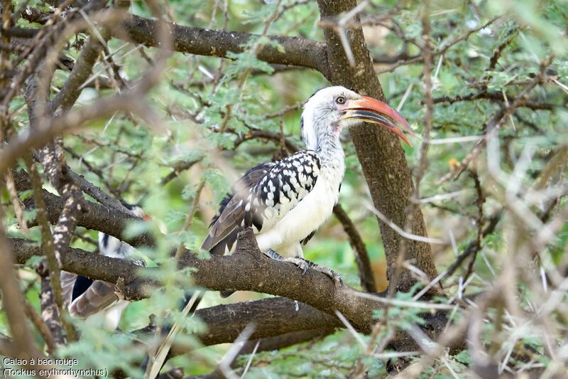 Northern Red-billed Hornbill