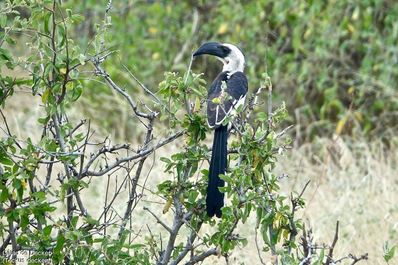 Von der Decken's Hornbill female adult