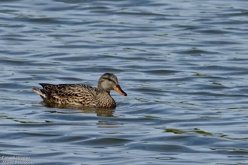 Gadwall female