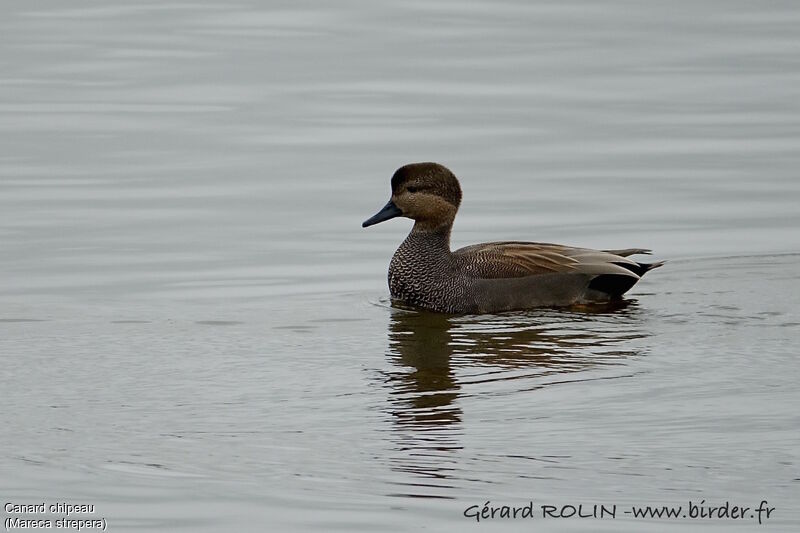 Gadwall