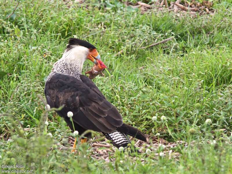 Crested Caracara (cheriway)adult, feeding habits, eats