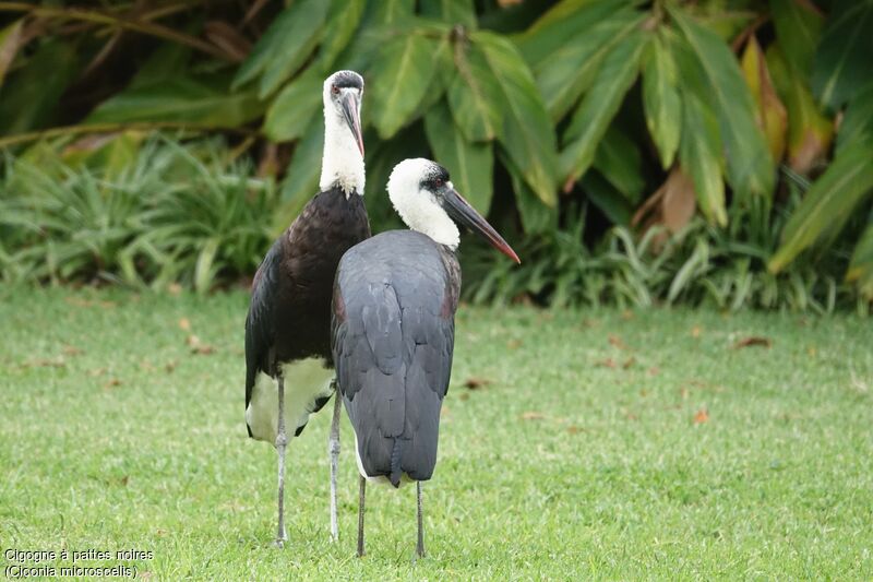 Cigogne à pattes noires