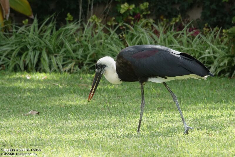 Cigogne à pattes noires