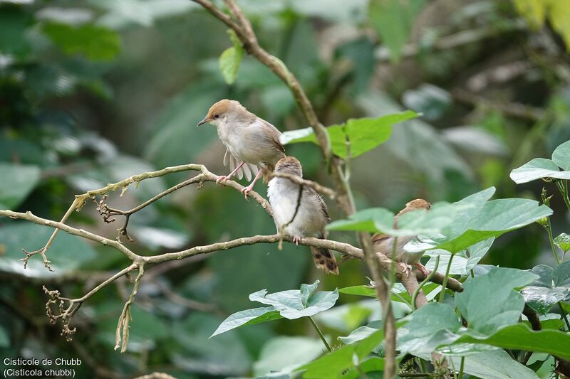 Chubb's Cisticola