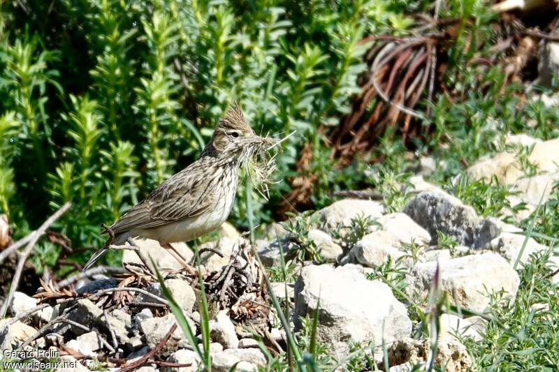 Thekla's Larkadult, Reproduction-nesting