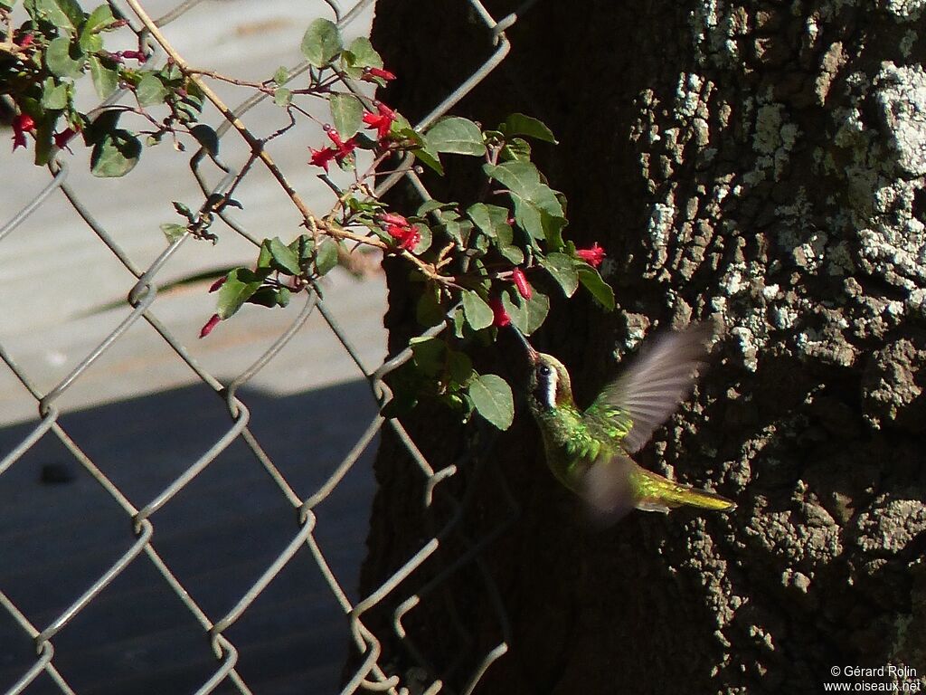 Colibri à oreilles blanches