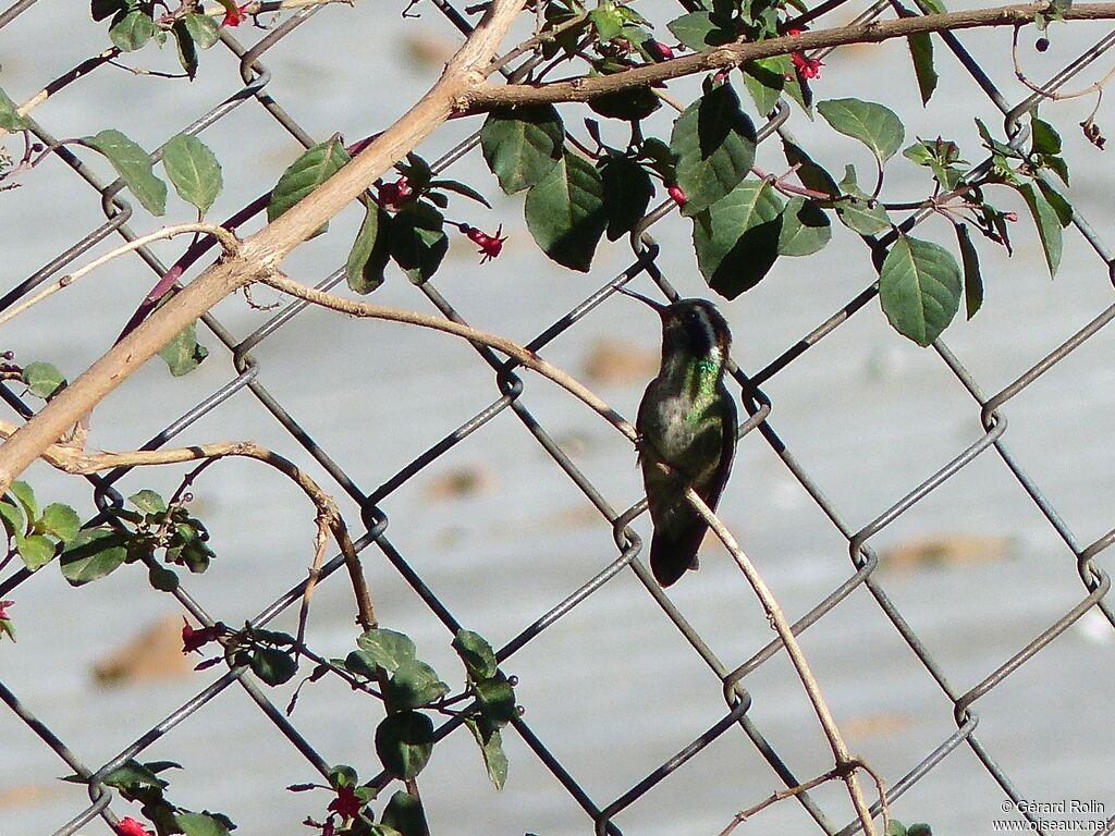 Colibri à oreilles blanches