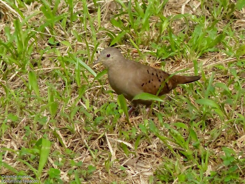 Ruddy Ground Dove