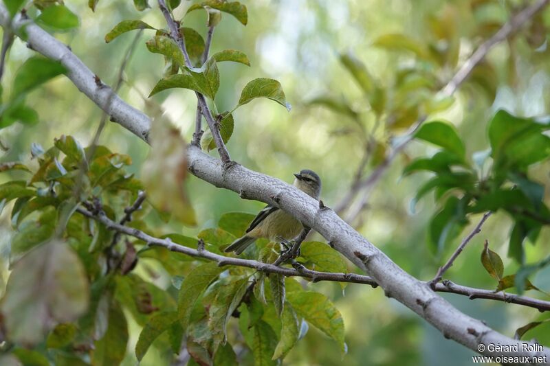 Cinereous Conebill