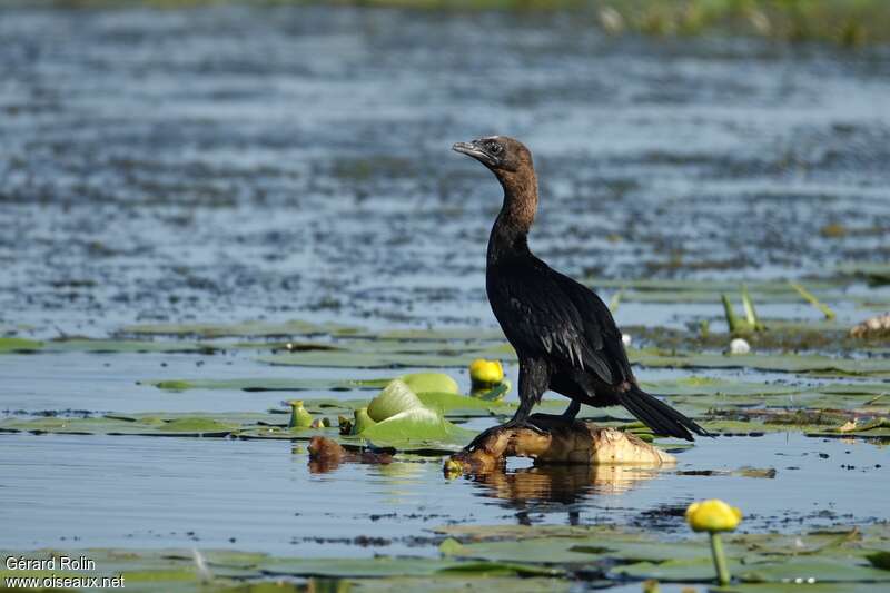 Pygmy Cormorantadult, identification