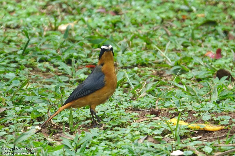 Rüppell's Robin-Chat