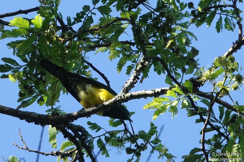 Coucou foliotocol