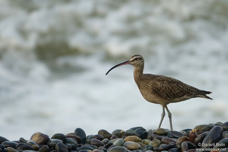 Hudsonian Whimbrel