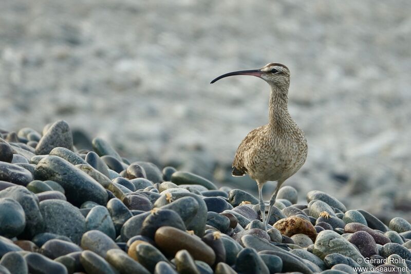 Hudsonian Whimbrel