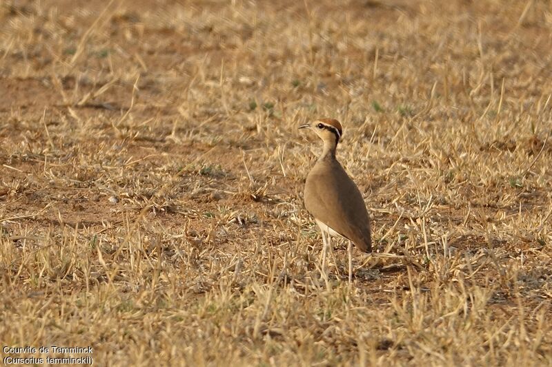 Temminck's Courseradult