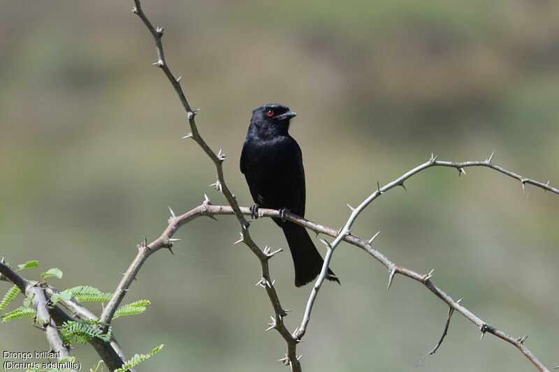 Fork-tailed Drongo