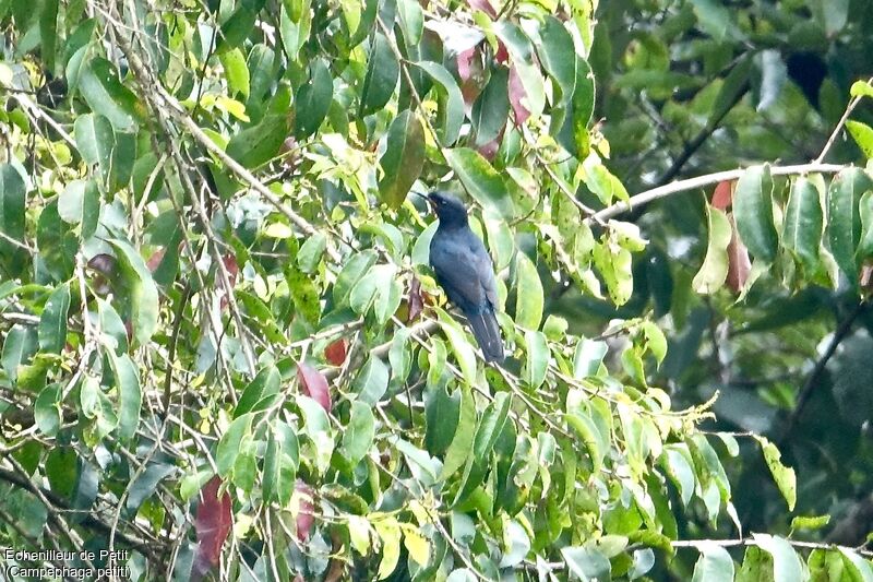 Petit's Cuckooshrike male adult