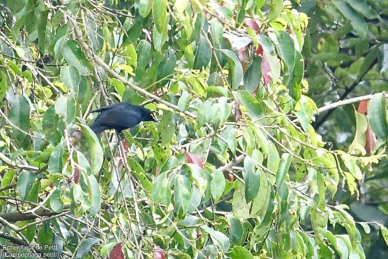 Petit's Cuckooshrike male adult