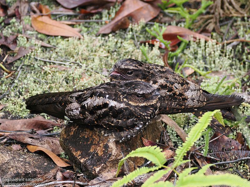 Satanic Nightjar