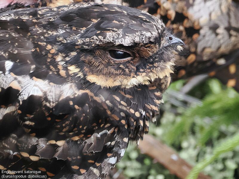 Satanic Nightjar