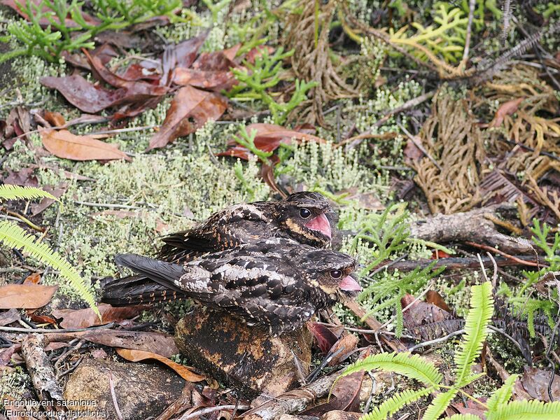 Satanic Nightjar