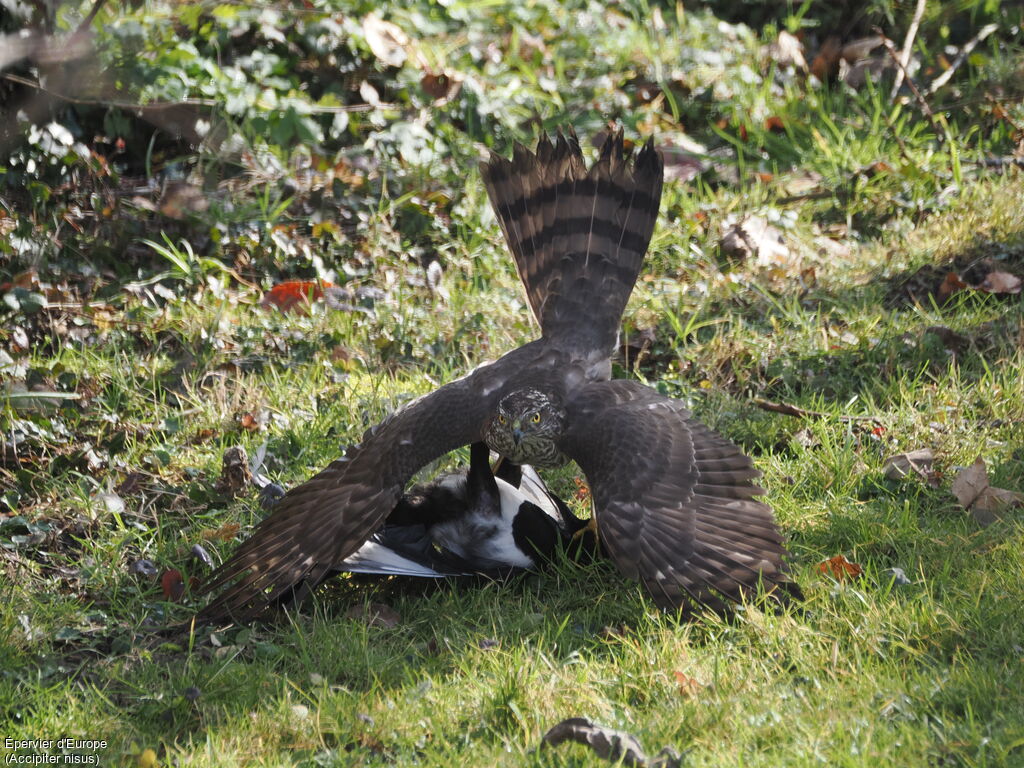 Épervier d'Europe