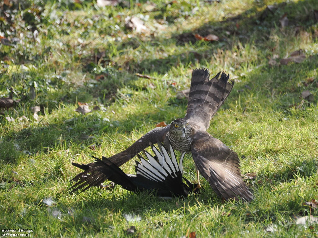Épervier d'Europe femelle