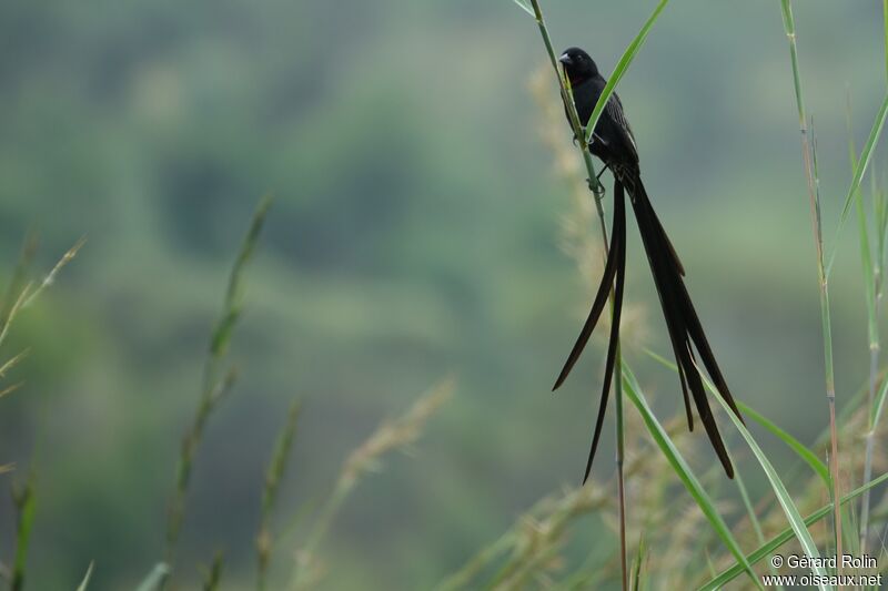 Red-collared Widowbird