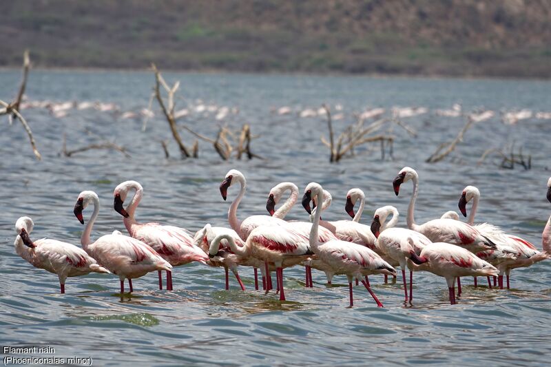 Lesser Flamingo