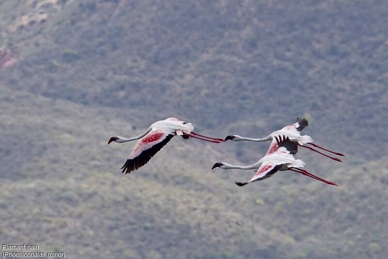 Lesser Flamingo