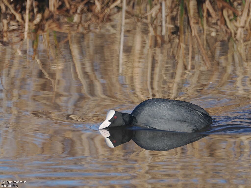 Foulque macroule