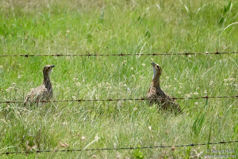 Francolin à ailes grises