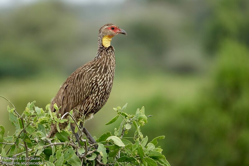 Francolin à cou jauneadulte