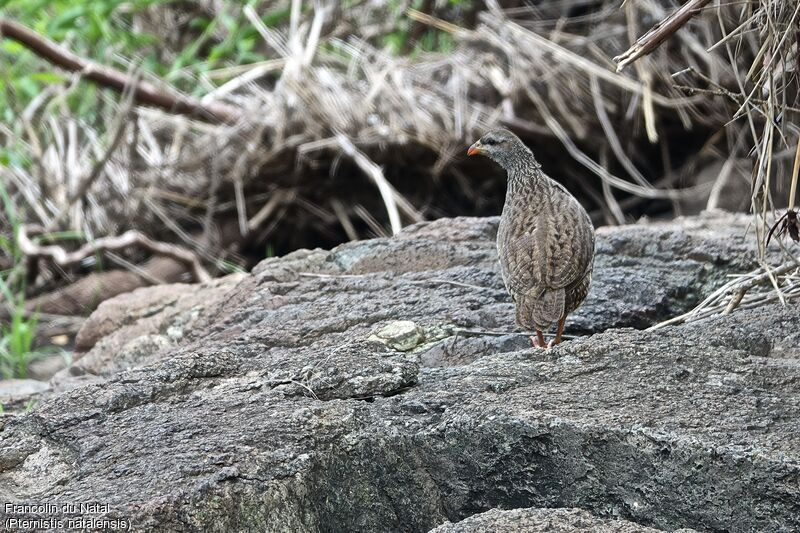 Natal Spurfowl