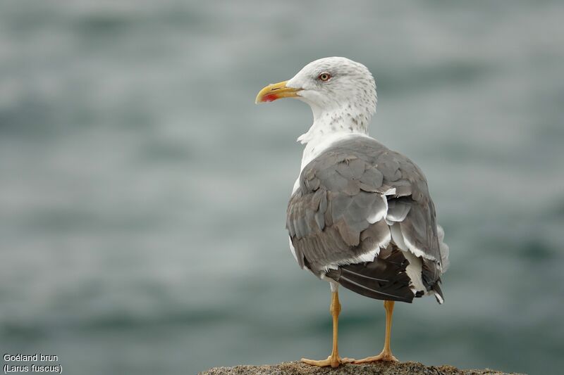 Lesser Black-backed Gulladult