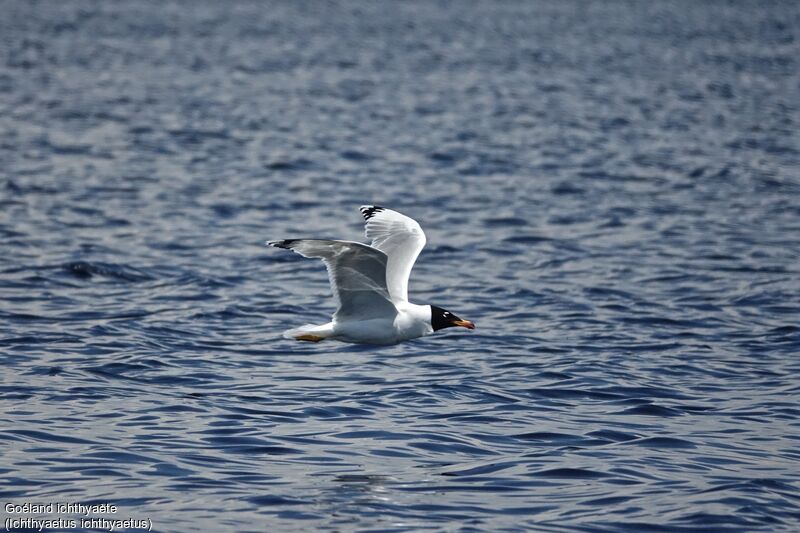 Pallas's Gull