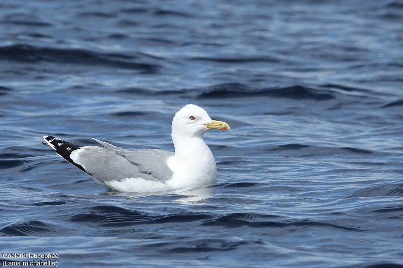 Yellow-legged Gulladult